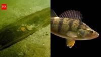 Scientists removed 70% of lake logs; yellow perch nearly vanished in 2 years