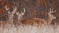 Missouri to hold CWD meetings as deer management pilot begins