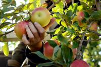 Warmer temperatures, spring frosts cause challenges for Wisconsin apple growers
