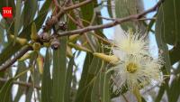 Argentina planted eucalyptus across grassland; scientists found the trees were pulling groundwater down by more than half a metre