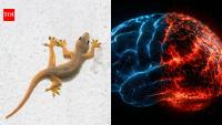 Scientists challenge 70-year-old ‘Lizard brain’ theory of human intelligence
