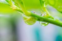 Late spring rains, frosts, and extreme heat are threatening the Chilean fruit season