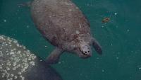 Florida rivers see spike in manatee boat strikes