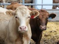 Canadian beef regains access to Dominican Republic market after more than two decades