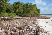 Zanzibar launches three-year project to restore mangroves, boost coastal livelihoods