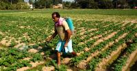 Study: Almost Half the World’s Farmers Are Poisoned by Pesticides Each Year