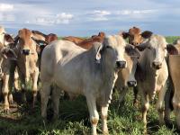EU bans Brazilian beef but UK government criticized for not following the lead
