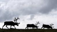 Inuvialuit Regional Corporation wants to start selling meat from Canada's only reindeer herd