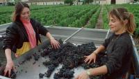 French wine output to drop 6 per cent on 2025, be among lowest in 30 years