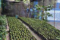 How Dis Mek? – Jamaica Blue Mountain Coffee