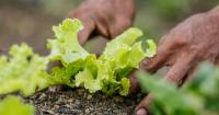 Eco Balance secures grant to promote sustainable farming in central Dominica