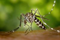 One effect of climate change: More rats, ticks and mosquitoes — and more disease