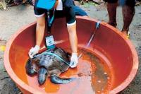 2 marine turtles rescued in Zambales