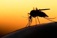 Kenya eyes to AI to bridge malaria-transmitting mosquito surveillance gap