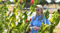 Texas homeowners turn to native plants, grasses amid summer heat