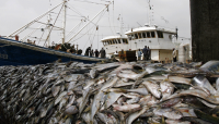 Fisheries Sector Must Expand the Value Chain