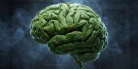 Cannabis use alters how the human brain processes nicotine, new research suggests