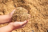 Latvia to Introduce 300% Duty on Grain Transit from Belarus