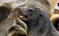 Rabid seals bite at least 176 people as fatal disease spreads, threatening other species