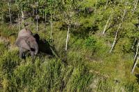 Tanzania’s first official wildlife corridor links savanna elephants to rainforest