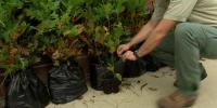 Carbondale non-profit to host Native Tree and Shrub sale