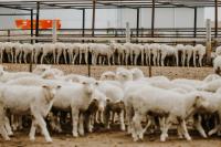 Simon Sheep innovates to grow the sheep industry in Kansas