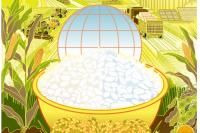 From a grain of rice to a more equal world