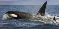 Gunman who shot Spain's oldest orca faces staggering €2MILLION fine