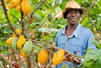 Cameroon Cocoa Farmers Face New EU Compliance Costs After Sharp Price Drop