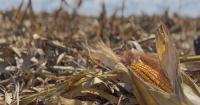 Corn market’s unusual pre-harvest rally explained