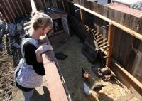 Backyard Poultry Salmonella Outbreaks Reach 1,061 Cases in 46 States and Puerto Rico with a Second Death