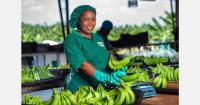 Sipef expands Côte d'Ivoire banana cultivation with Tiabam acquisition