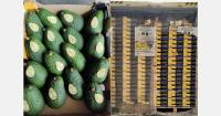 Indian avocado market enters more measured phase of growth