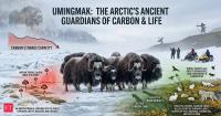 In 2011, Swedish and Danish researchers fenced muskoxen out of test areas in Greenland. 3 years later, plants there absorbed only half as much carbon in summer