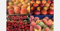 Greek stone fruit exports showed strong growth in 2026