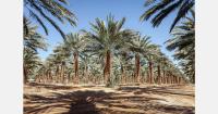 Israeli date exporters focus on premium Medjool as 2026/27 season begins