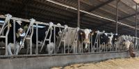 Kansas cattle farmers adjust to extended heat