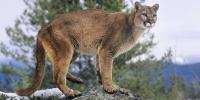 Fall River Sheriff shares tips to keep wildlife out after mountain lion enters home