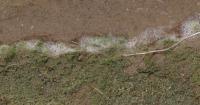 Health department urging caution with algae as beach testing ends for the season