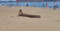 Sea lion dies at San Francisco beach after possible poisoning from algae bloom