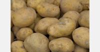 Dutch potato yields fall by 2.1% annually due to drought