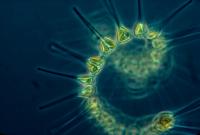 DNA Metabarcoding Catches Oslofjord Plankton Collapse: Climate Models Predicted Exactly Wrong