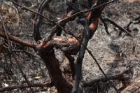 British Columbia winery owner says wildfire damage could make harvest loss 'all or nothing'