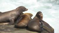 Sea lion dies at San Francisco beach amid surge in toxic algal bloom cases