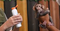 Foster Mom Sentenced for Attempting to Trade Child for a Monkey