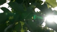 Ohio grape growers track spotted lanternfly populations
