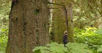Opinion: To protect Alaska’s old-growth forests, the Roadless Rule must be kept in place