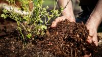 Forget Mulch — A Prettier, Weed-Resistant Landscaping Option