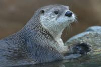Otter Attack Victim Back in Hospital After Infection, Emergency Surgery: ‘I Might Not Regain Full Function in My Pinky’