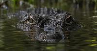 Boy hospitalized after being bitten by a more than 3.5-meter alligator in Florida